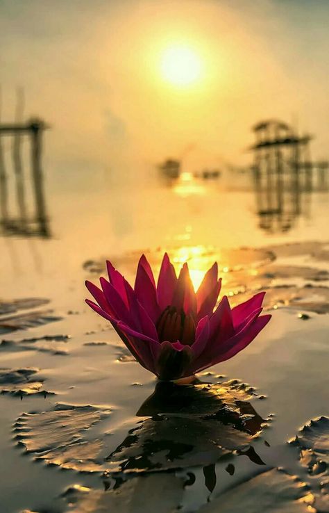 Live Earth, Lotus Petal, Lotus Flower Pictures, Flower Video, Trending Pins, Real Art, Disney Tangled, Girly Images, Nature Gif