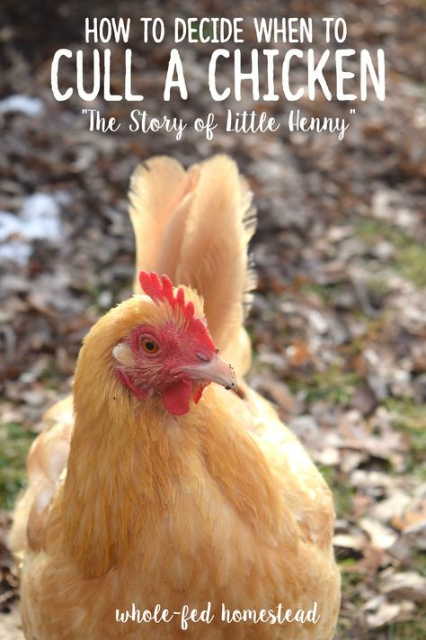 How to Decide when to Cull a Chicken {The Story of Little Henny} Chicken Sickness, Chicken Paintings, Chicken Story, Duck Coop, Chicken Pictures, Chicken Health, Chicken Painting, Hobby Farm, Cute Chickens