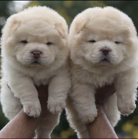 Chow Chow Puppies For Sale | Massachusetts Avenue, MA Baby Chow Chow Puppies, Baby Chow Chow, Dogs Chow Chow, Black Pitbull Puppies, Chow Chow Dog Puppy, Chow Puppies For Sale, Chow Chow Puppies, Arlington Massachusetts, Chow Dog Breed