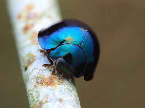 Steel Blue Ladybug! Steel Blue Ladybug, Blue Ladybug, F Tattoo, Lady Beetle, Bug Collection, Human Reference, Bugs And Insects, Olympus Digital Camera, Beautiful Animals