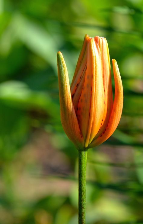 Wild Tiger Lily, Wild Tiger, Flower Bud, Tiger Lily, Lily Flower, Flower Photos, Drawing Inspo, Photo Reference, Flowers Photography