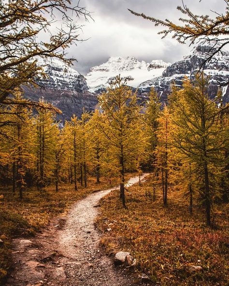 🍂 Pretty sure Autumn couldn't have started off much better than this 🍂🐿 #explorealberta Temperate Deciduous Forest, Deciduous Forest, Forest Falls, Moraine Lake, Forest Pictures, Autumn Scenes, World Images, Fall Time, Amazing Nature Photos