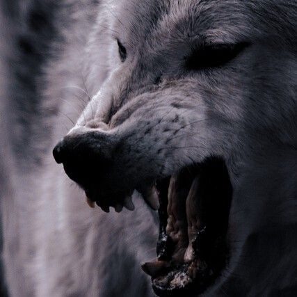 Werewolf Aesthetic, Game Of Survival, Crescent City, A Wolf, Fantasy Aesthetic, Sarah J Maas, Arte Fantasy, Ancient Ruins, Story Inspiration