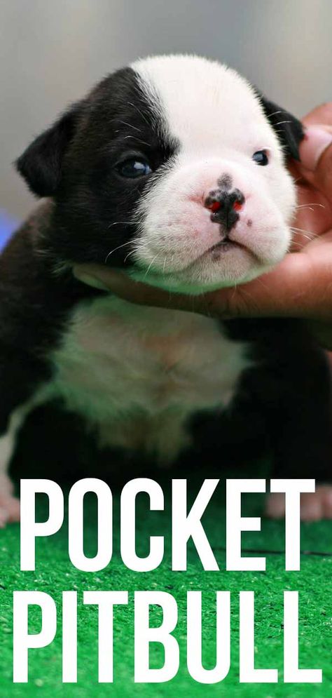 pocket pitbull Mini Pitbull, Potcake Dogs, Pocket Pitbull, Irish Dog Breeds, Dog Science, Healthiest Dog Breeds, Big Dog Toys, Handmade Dog Toys, Tiny Dog Breeds