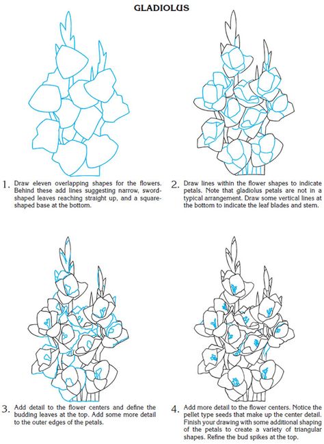 Welcome to Dover Publications Creative Have How to Draw Garden Flowers Draw Garden, Flower Vase Crafts, How To Draw Flowers, Gladiolus Flower, Sketching Tips, Draw Flowers, Flower Drawing Tutorials, Flower Drawings, Flowers Drawing