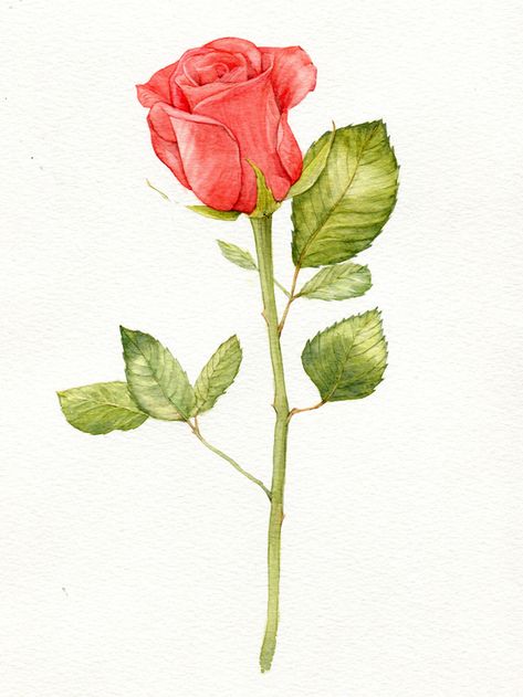 Rise Drawing, Drawing Roses, Botanical Flowers Print, Pencil Drawings Of Flowers, Rose Rise, Flower Sketches, Roses Drawing, Watercolor Flower Art, Watercolor Flowers Paintings