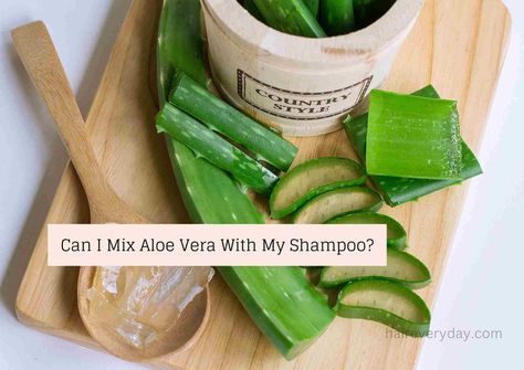 Can I Mix Shampoo With Aloe Vera Gel? If you want to create a natural, DIY shampoo with aloe vera or other ingredients, you can check out my article below for tips, how to tutorials and if there are any side effects of doing so. As a curious individual looking to explore natural hair care … Can I Mix Shampoo With Aloe Vera Gel | 5 Important Facts About Aloe Natural Shampoo Read More » What Does Aloe Vera Do To Your Hair, Diy Aloe Vera Gel For Hair, How To Preserve Aloe Vera Gel, How To Preserve Aloe Vera Gel From Plant, How To Harvest Aloe Vera Gel, Aloe For Hair, Aloe Vera Shampoo, Aloe Vera Benefits, Organic Aloe Vera Gel