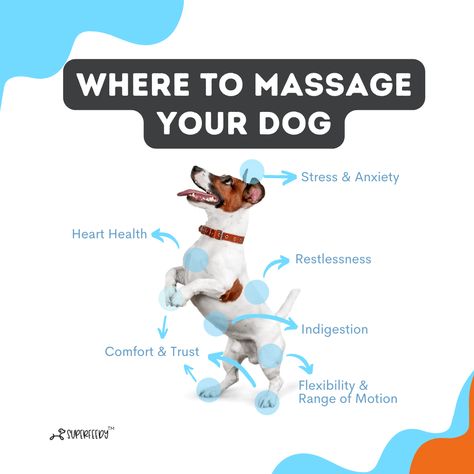 How To Massage A Dog, Dog Massage Points, Dog Massage Therapy, How To Give Your Dog A Massage, Massage For Dogs, Dog Massage How To, Dog Massage Techniques, Dog Massage, Dog Posters