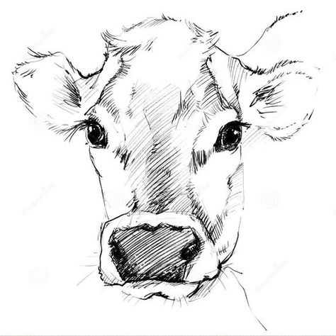 Cow Drawing Easy, Cow Sketch, Farm Animal Paintings, Cow Drawing, Cow Face, Cow Pictures, Cowgirl Art, Farm Art, Cow Painting