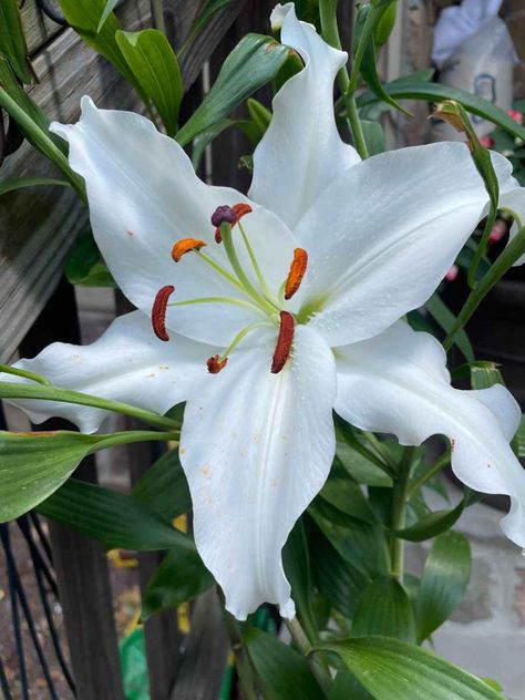 Easter Lilly ; Symbolism, History  and Planting guides Lily Symbolism, Easter Lilly, Easter Lilies, Lilies Of The Field, Garden Of Gethsemane, Angel Gabriel, Lily Bulbs, Easter Lily, Poisonous Plants