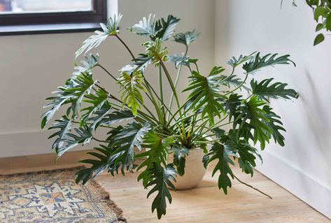 How to Grow and Care for Philodendron Xanadu Philodendron Xanadu Care, Philodendron Callosum, Xanadu Plant, Philodendron Xanadu, Tattoo Plant, Window Garden, Orchid Bark, Zone 10, Weird Plants