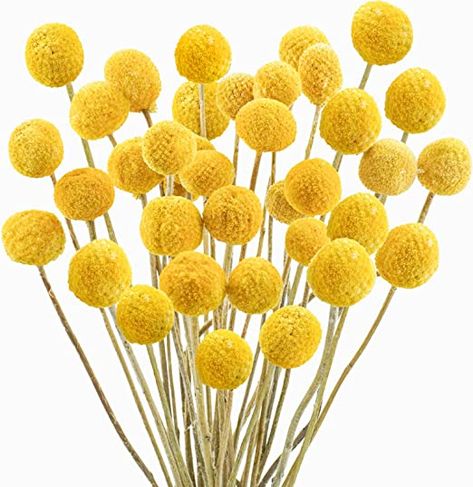 Amazon.com: Uieke 30Pcs Natural Dried Flowers Craspedia Billy Balls Flowers Billy Buttons Floral Bouquet for Flower Arrangements Wedding Home Tall Vase Decor Yellow : Grocery & Gourmet Food Tall Vase Decor, Billy Balls, Billy Buttons, Feuille Eucalyptus, Hari Valentine, Bouquet Arrangements, Flower Ball, Décor Boho, Diy Vase