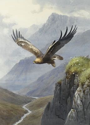 Roland Green - Related Artists Raptor Art, White Background Plain, Aigle Royal, John Harrison, Eagle Images, Eagle Wallpaper, Victorian Paintings, Eagle Pictures, Eagle Art