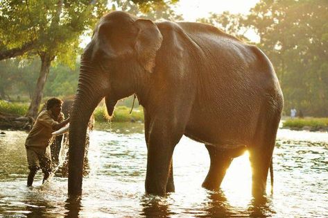 Elephant bathing at the Dubare Elephant Camp, Madikeri Madikeri Coorg, Elephant Bathing, Elephant Camp, Hill Station, Travel Board, Down South, Travel Stories, Bee Keeping, Goa