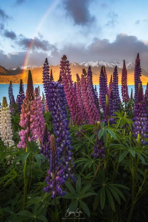 Aesthetic New Zealand, New Zealand Trip, Poplar Tree, Lake Wanaka, Oceania Travel, White Mountains, New Zealand Travel, Wine Tour, Amazing Destinations