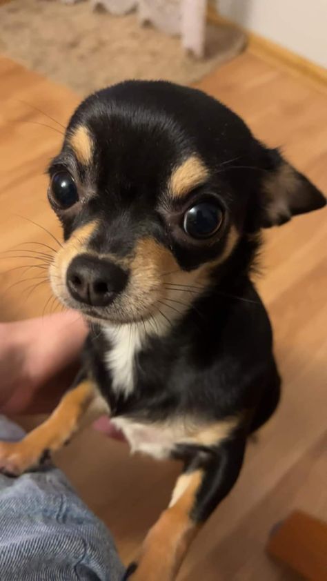 Black Chihuahua Puppies, Chuachua Dog, Chiwawa Puppies, Wholesome Dog, Black Chihuahua, Funny Dog Photos, Super Cute Puppies, Cute Animals Puppies, Very Cute Dogs