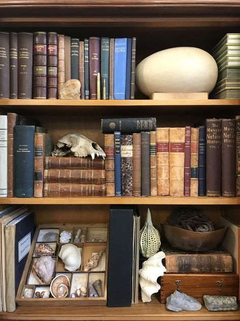 Natural History Interior Design, Zoologist Aesthetic Room, Archaeology Aesthetic Room, Natural History Decor, Dark Academia Shelves, Taxidermy Aesthetic, Dark Academia Bookshelf, Collector Aesthetic, Naturalist Decor