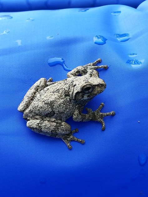 Grey Tree Frog, Ohio Wildflowers, Tree Frog Art, Gray Tree Frog, Tree Frog Tattoos, Forest Ideas, Frog Tattoo, Textured Skin, Gray Tree