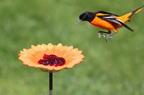 Diy Oriole Feeder, Oriole Bird Feeders, Baltimore Orioles Birds, Butterfly Stuff, Butterfly Feeders, Oriole Bird, Outdoors Ideas, Baltimore Oriole, Bird Feeding