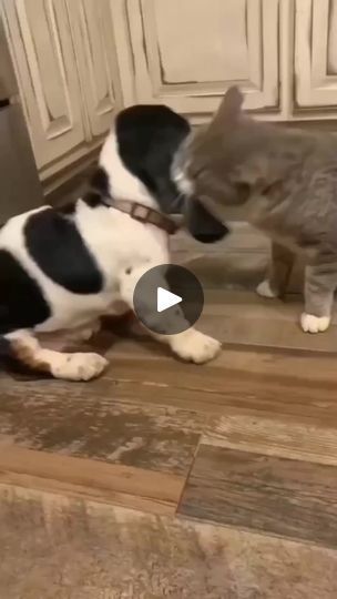 Funniest Animals, Basset Hound Puppy, Basset Hound, Cats Dogs, Cool Gifs, Tortoise, Funny Animals, Funny Gif, Kitty