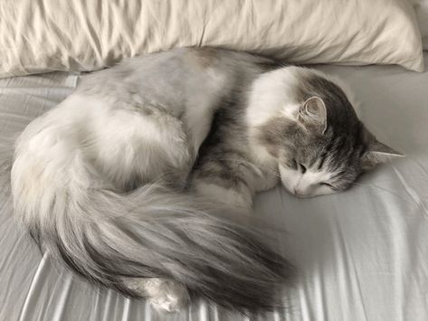 20 Fabulously Floofy Siberian Forest Felines Who Are The Cuddly Gentle Giants Of The Cat World - I Can Has Cheezburger? Siberian Forest Cat, Siberian Cats, Hypoallergenic Cats, House Cats, Cat Crazy, Taking A Nap, Cat Reference, Oc Inspo, Siberian Cat