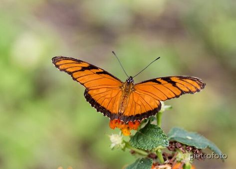 Julia Butterfly, Butterfly Drawing, Butterfly Garden, Beautiful Butterflies, Fine Art America, Top Artists, Art Reference, Insects, Canvas Prints