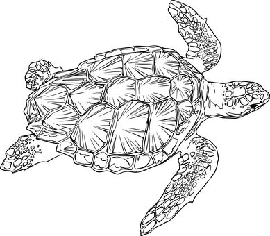 300+ Free Sea Turtles & Turtle Images - Pixabay Sea Turtle Outline, Turtle Outline, Turtle Sketch, Sea Turtle Drawing, Turtle Images, Hawaiian Sea Turtle, Turtle Coloring Pages, Hawaii Wall Art, Turtle Drawing