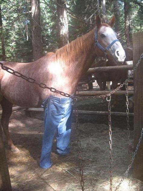 How would a horse wear pants? Answer: Animal Rescue Stories, Funny Animal Photos, Bojack Horseman, Funny Horse, Funny Animal Memes, Funny Animal Pictures, Animal Photo, Animal Memes, Animal Rescue