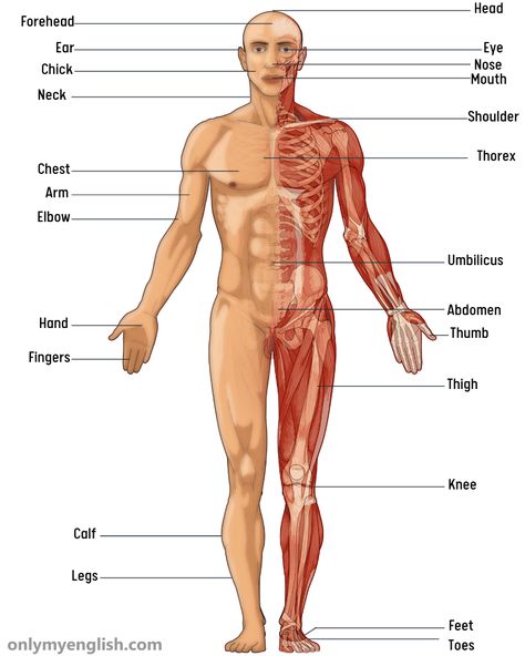 Human Body: Parts Name List in English with Image Human Body Parts Name, Body Parts Name, Body Knowledge, Human Body Vocabulary, Body Part Drawing, Chess Queen, Teaching English Grammar, Bio Data, Workout Beginner