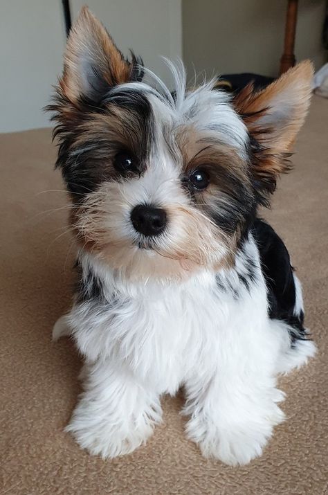 Biewer Terrier Puppies, Morky Puppy, Cute Yorkie Puppies, Chorkies Puppies, Cute Yorkies, Yorky Dogs, Yorkie Terrier Puppy, Party Yorkies, Yorky Puppies