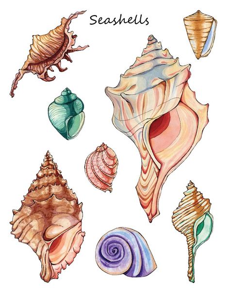 Watercolor seashells painting available as art print on my Etsy - link Seashells Painting, Watercolor Seashells, Seashell Drawing, Ocean Bathroom, Tupac Art, Shell Drawing, Beachy Wall Art, Beach Drawing, Sea Illustration