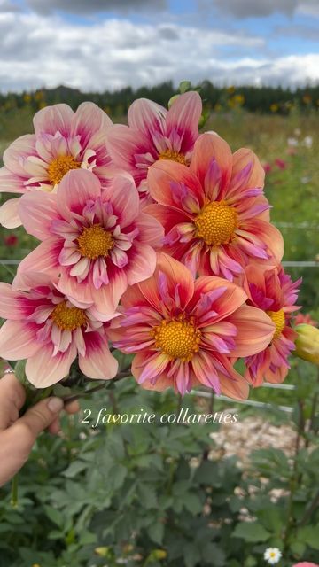 Galena Berkompas • Urban Flower Farm • Education on Instagram: "I don’t grow many open centered dahlias, but these two captured me and I love them!   Rhubarb & Custard (left) and Orange Hype (right): both unique and special in their own way. Unlike most collarette dahlias, these two actually have a decent vase life and will last quite a few days without dropping petals (just make sure you cut before they’re pollinated). So they’d be an excellent choice either for a cottage garden or a cut flower garden!   What do you think of these two? . . . . . . #dahlias #flowers #growflowers #flowerfarm #flowerfarmer #urbanfarming #cottagegarden #dahlia #gardening #pollinators" Dalias Flowers, Collarette Dahlia, Dahlia Seeds, Rhubarb Custard, Roses And Peonies, Dahlias Garden, Rhubarb And Custard, Flower Farmer, Cut Flower Garden