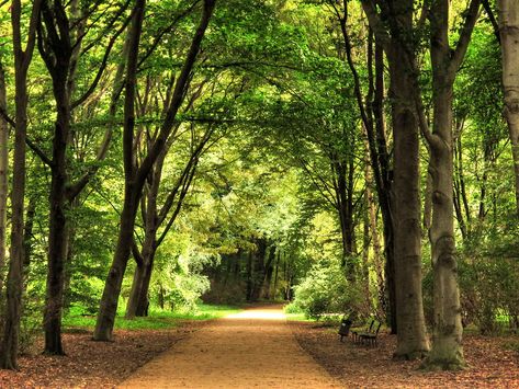 Tiergarten Berlin, West Berlin, Hd Backgrounds, Europe Travel, Berlin, Country Roads, Germany, Trees, Architecture