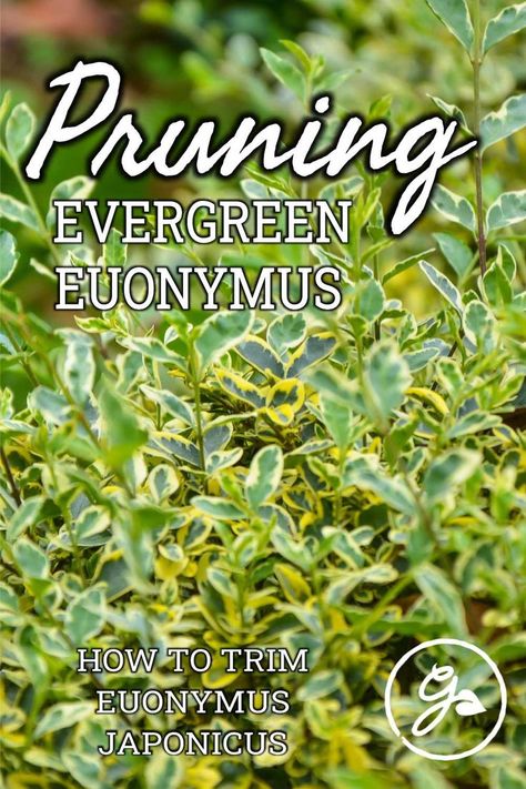 Pruning evergreen euonymus is not an annual event. However, it is sometimes necessary. Read on for information about how to cut back euonymus. Euonymus Hedge, Euonymus Shrub, Wintercreeper Euonymus, Golden Euonymus, Euonymus Japonicus, Pacific Northwest Garden, Curb Appeal Landscape, Northwest Garden, Broadleaf Evergreen