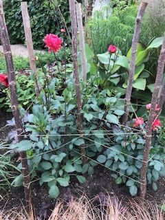 Staking Dahlias Gardens, How To Stake Dahlias, Dahlia Staking Ideas, Supporting Dahlias, Dahlia Support Ideas, Dahlia Support, Staking Dahlias, Dahlia Border, Potted Gardens