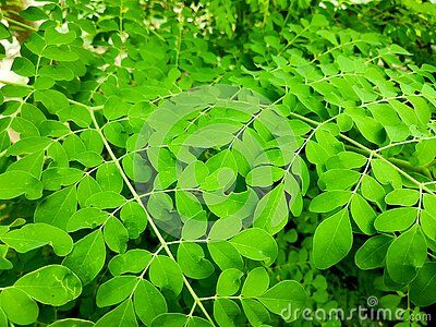 moringa-leaves-excellent-source-many-vitamins-minerals Food Is Medicine, Moringa Tree, Miracle Tree, Health Equipment, Moringa Leaves, Traditional Medicine, Medical Research, Vitamins And Minerals, Healthcare Professionals