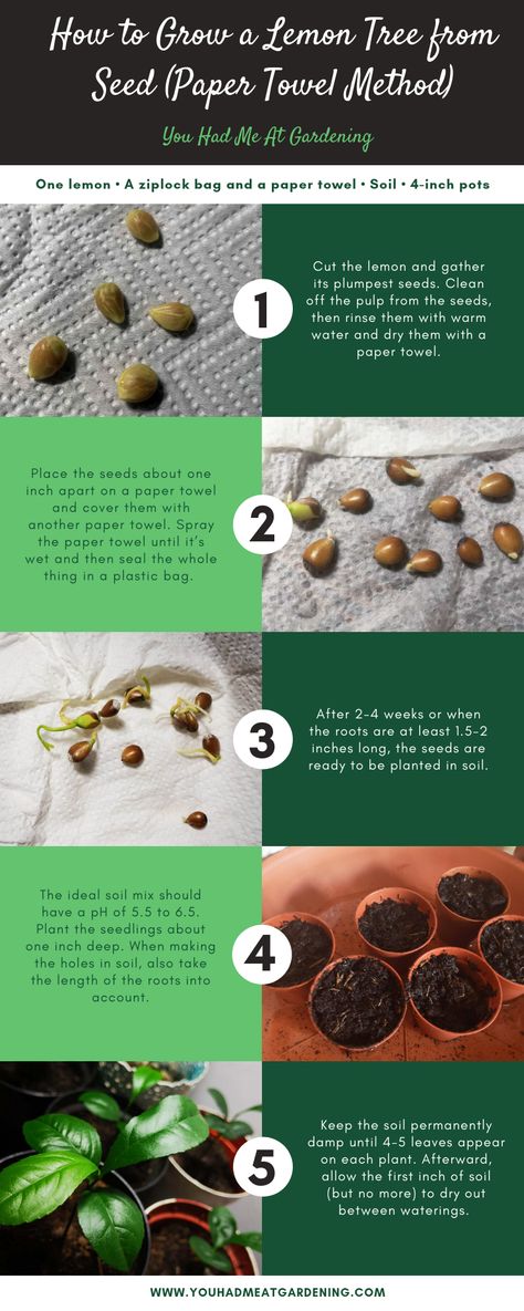 Planting Lemon Seeds, Grow Lemon Tree, Indoor Lemon Tree, Avocado Seed Growing, Lemon Tree From Seed, Grow Lemon, Growing Lemon Trees, Lemon Seeds, How To Grow Lemon