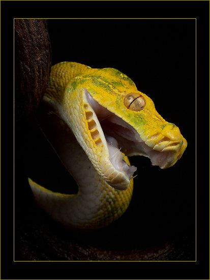 Green Tree Python, Tree Python, Snake Photos, Pretty Snakes, Ball Pythons, Dog Steps, Pet Steps, Cute Reptiles, Beautiful Snakes