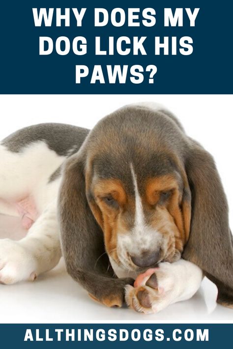 Why Does My Dog Chew His Paws, Why Do Dogs Lick, Lying On The Floor, Pets Preschool Theme, Paw Care, Paw Pads, Dog Chews, Hunting Dogs, Dog Behavior