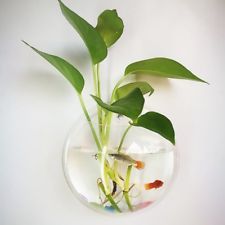 Round Fish Tank, Vase Terrarium, Transparent Fish, Pet Goldfish, Acrylic Aquarium, Taman Air, Cheap Vases, Acrylic Vase, Garden Balls