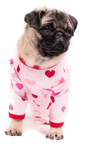 Aaaaw...... I wanna kiss that face! Pug Valentine, Pugs For Sale, Puppies In Pajamas, Cute Pug Puppies, Doug The Pug, Pugs And Kisses, Wanna Kiss, Animal Advocacy, Pug Puppies