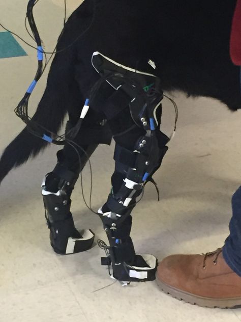 #exoskeletons for animals are soon going to be among us. Semi-paralyzed animals will be able to play again with the help of exoskeletons. Exoskeleton Suit, Dog Braces, Paralyzed Dog, Powered Exoskeleton, Austrian Empire, Leg Braces, Gear Art, Art Concepts, Drawing Stuff