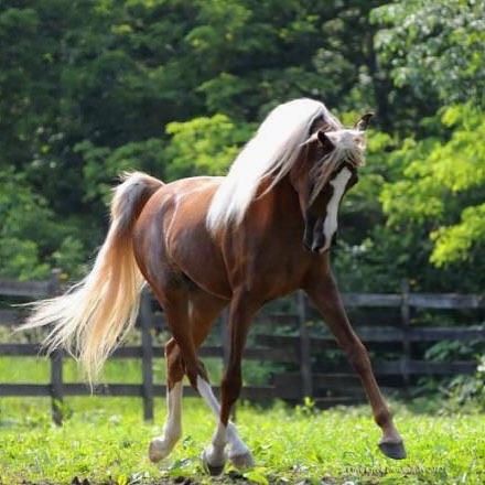 😍😍😍absolutely beautiful pony 💃🏽💃🏽💃🏽💃🏽 Flaxen Chestnut Horse, Chestnut Arabian Horse, Arabic Horse, Horse Crazy Girl, Horse Coat Colors, 3 Horses, Horse Breeder, Gorgeous Horses, Horse Pics