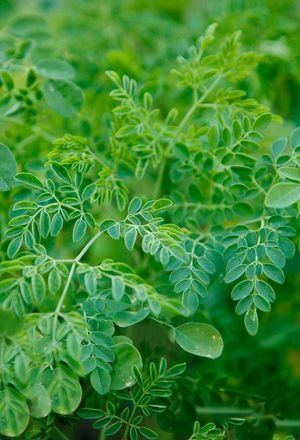 Moringa Plant, Moringa Recipes, Drought Tolerant Trees, Moringa Benefits, Moringa Seeds, Moringa Tree, Miracle Tree, Moringa Leaves, Natural Shades