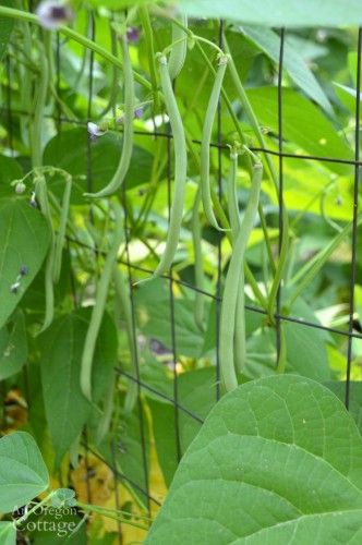 Easy to Pick Emerite Pole Beans Pole Bean Trellis, Green Bean Trellis, Green Bean Seeds, Bean Trellis, Pea Trellis, Growing Green Beans, Growing Beans, Gemüseanbau In Kübeln, Mint Garden