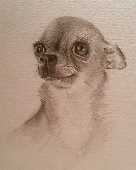 Ay #chihuahua . . . . . #pencildrawing #graphitedrawing #graphite #petportrait #petportraits #dog #lapdog #arechihuahuasevendogs #chihuahuasofinstagram #chihuahua #pencilart #pencil #drawing #drawings #artistsoninstagram #artistsofinstagram #artist #dogsofinstagram #dogportrait #dogs #doglover #brambleandolive Chihuahua Art Drawing, Chiuhauha Drawing, Chihuahua Drawings, Chihuahua Illustration, Chihuahua Drawing, Drawing Leaves, Arte Zombie, Chihuahua Art, Dog Line Art