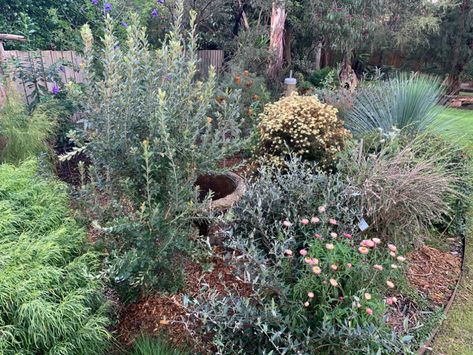 Blog Detail - Open Gardens Victoria Australian Native Garden Bed, Australian Native Small Courtyard, Australian Native Gardens Victoria, Native Australian Garden Wa, Small Native Gardens Nz, Plant Training, Bush Garden, Small Courtyard Gardens, Australian Native Garden