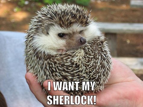 Grumpy hedgeson by Sherlockers on deviantART Im Mad At You, Pygmy Hedgehog, Hedgehog Pet, Cute Hedgehog, Martin Freeman, Exotic Pets, Animal Memes, Baby Animals, Funny Animals