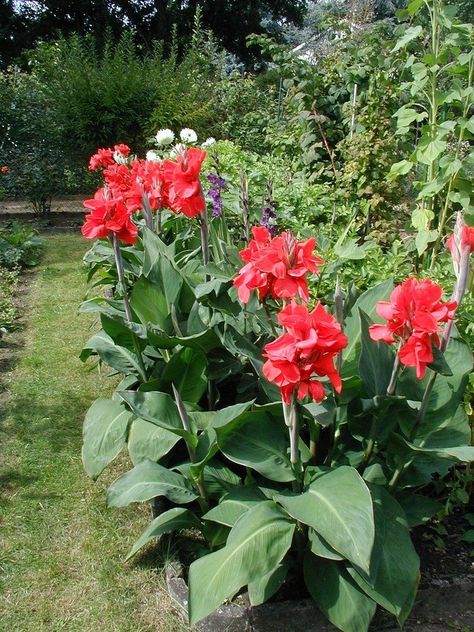 Canna Lily Care, Cana Lily, Canna Bulbs, Canna Lilies, Lily Care, Lily Seeds, Canna Lily, Lily Plants, Tropical Garden