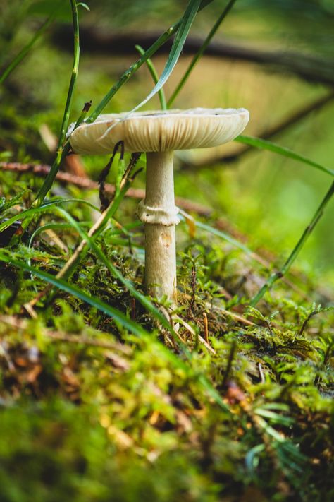 Forest Close Up, Close Up Nature Photography, Plant Scenery, Ina Garden, Close Up Photography, Web Design Tutorials, Forest Photography, Personal Project, Art Textile